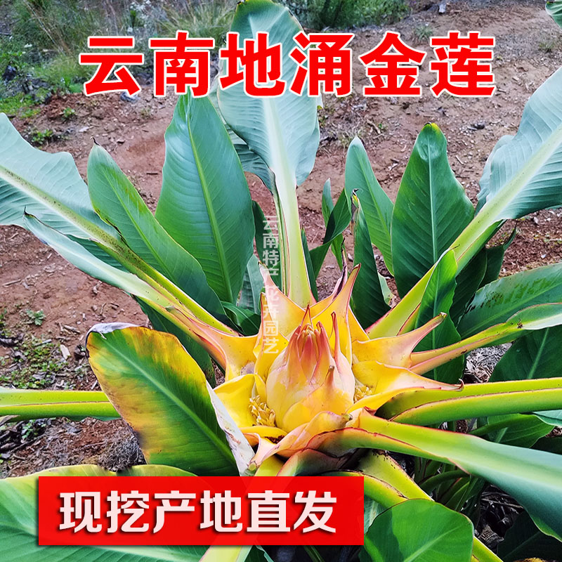 地涌金莲花苗批发云南特产千瓣莲地莲花可食用易活易栽花期半年长