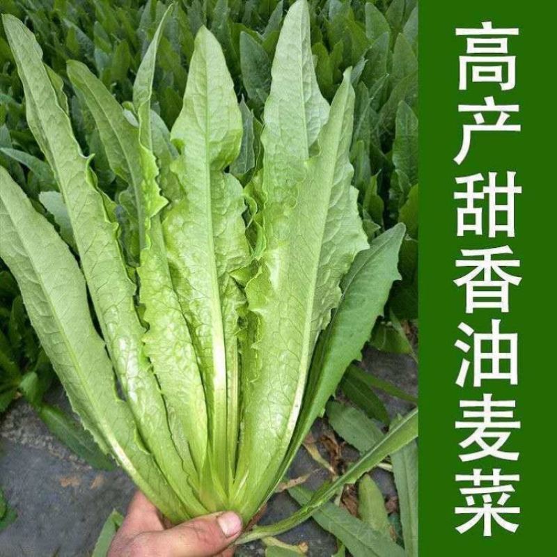 四季油麦菜种子盆栽春秋冬季蔬菜种籽夏季青菜种子阳台油麦菜种子