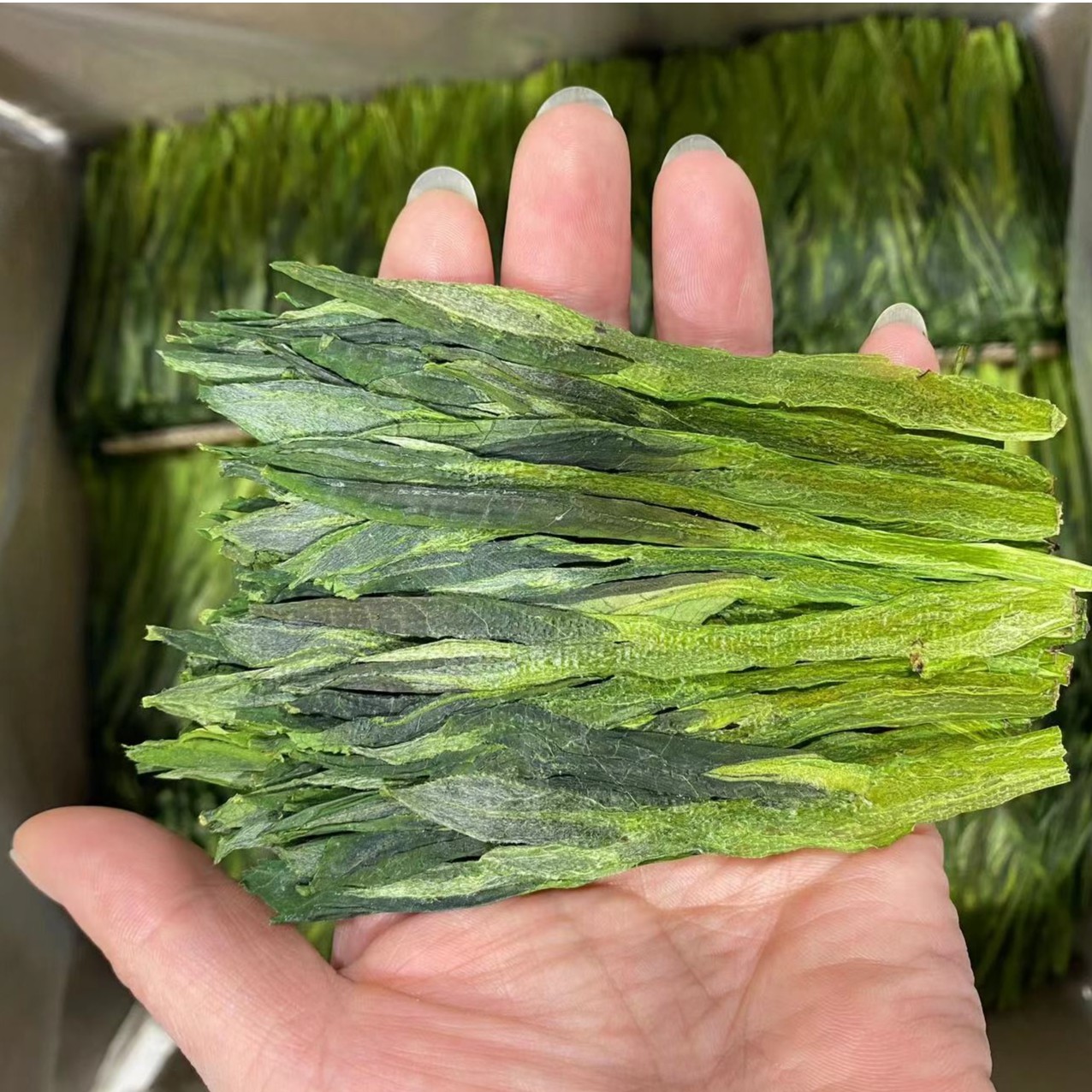 2025新茶上市黄山猴魁茶树鲜叶太平布尖250g茶叶绿茶鲜爽回甘送礼