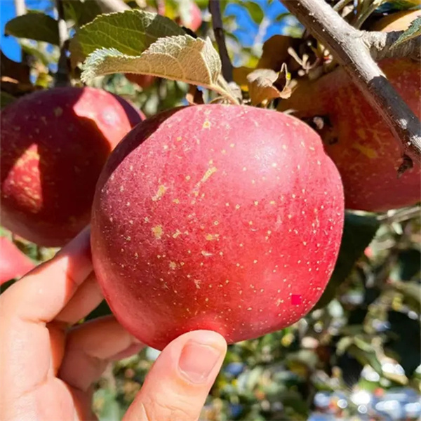 【阿宽推荐】精选云南农家自种苹果==========500/1000/1500/2500克