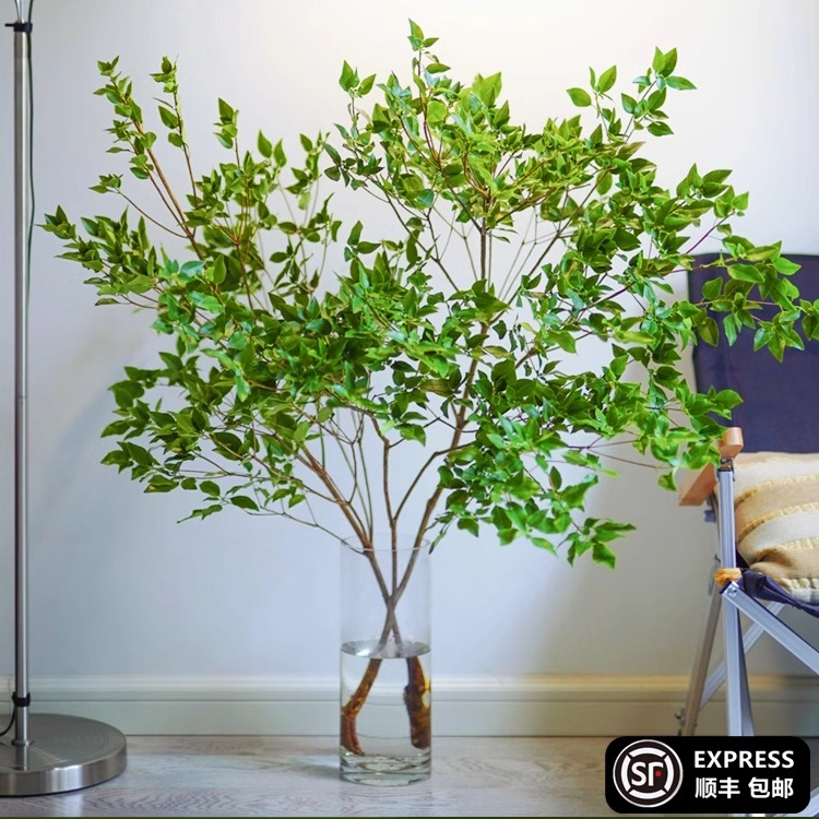 雀舌杜鹃水培绿植观叶室内水养观赏精致懒人吊钟盆栽开花自然养殖