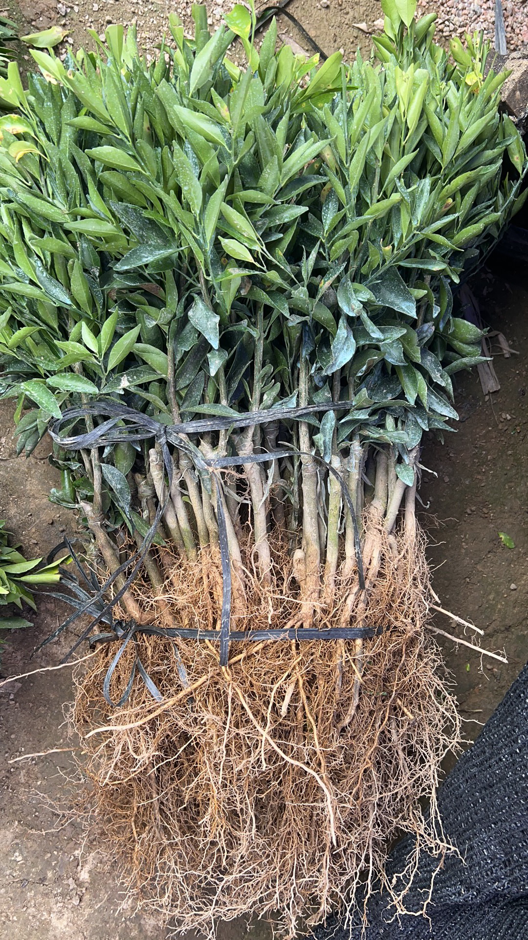  正宗新会陈皮柑树苗茶枝柑苗大红柑陈皮小青柑嫁接原生橘苗