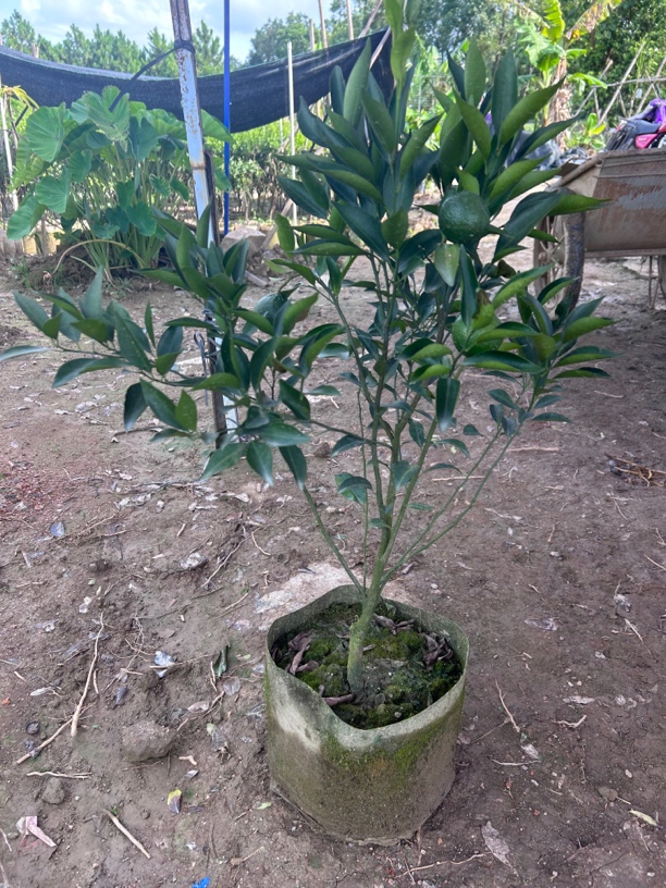 新会陈皮柑果苗、新会区发货【大果陈皮】茶枝柑苗【高产】大红柑果苗