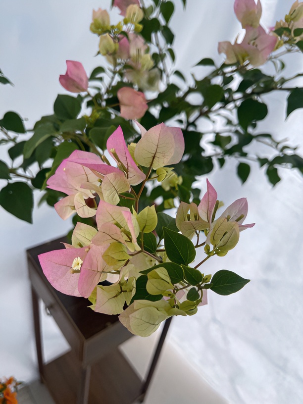 【绿叶樱花】四季开花三角梅