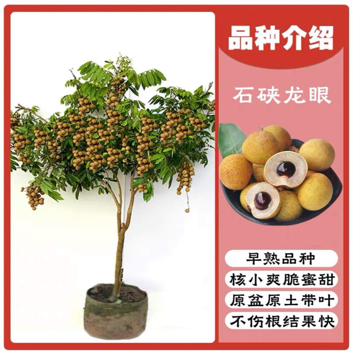 龙眼果树苗石硖龙眼/储良/四季龙眼果树苗可盆栽地栽