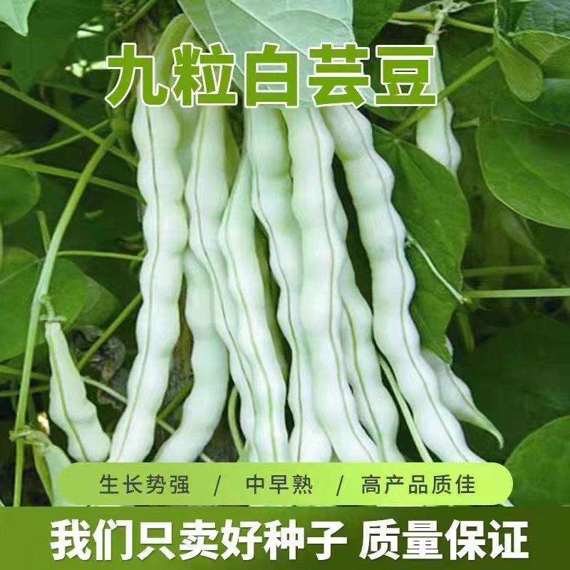 （拍3发4）白不老摘不败豆角种子九粒白芸豆高产四季豆阳台老来少