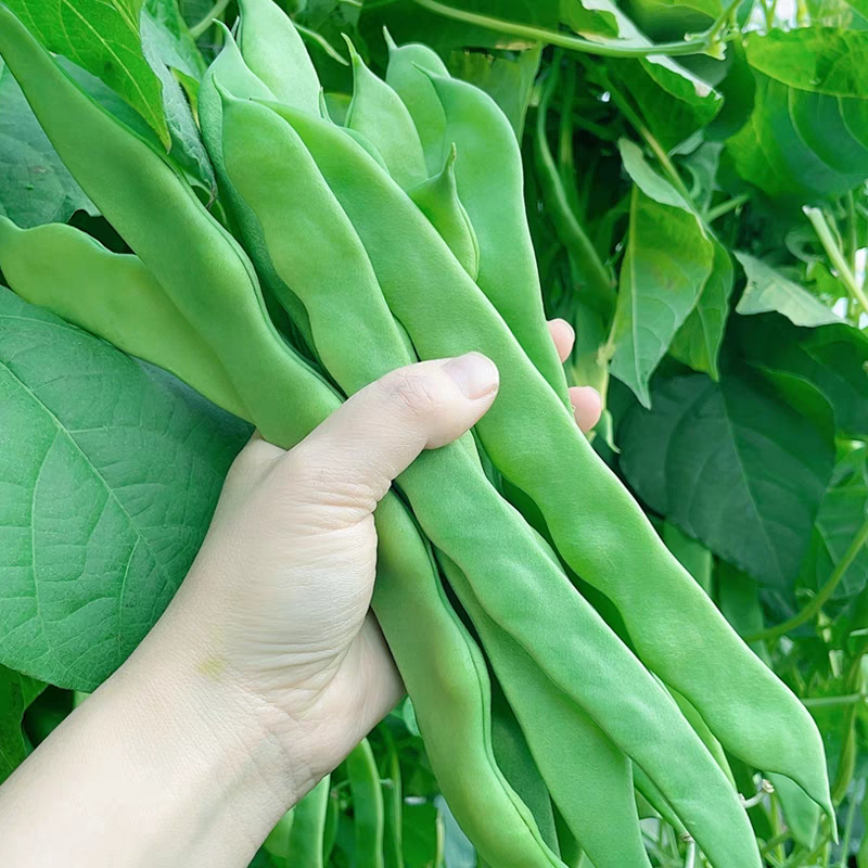 高产宽扁芸豆种子无筋架豆种子三扁二扁芸豆种四季豆种子各地可种