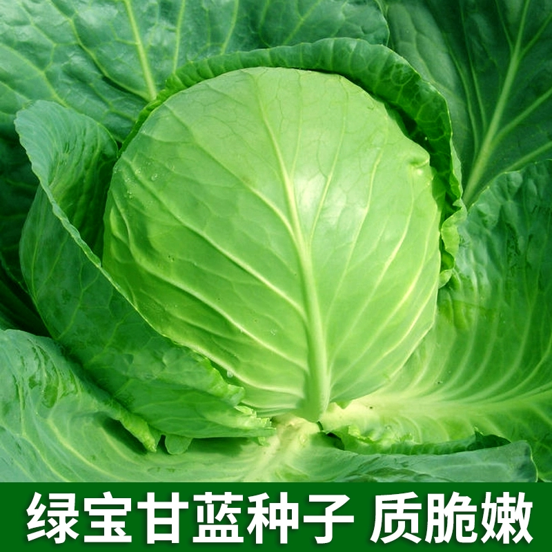 甘蓝种子种籽高产蔬菜包菜种孑大菜大头菜包心菜子圆白菜