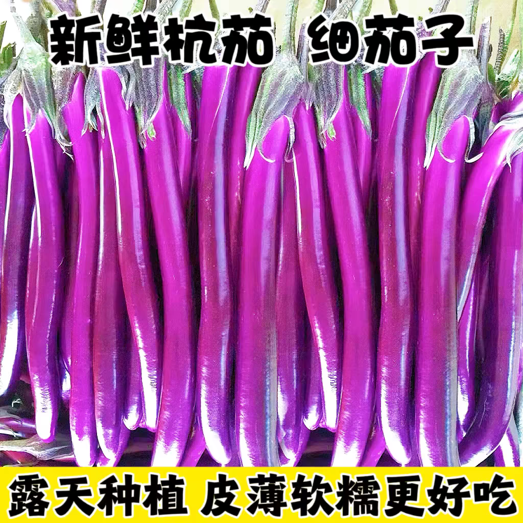 杭茄一号长茄种子茄子种子高产紫红长茄种子线茄蔬菜种籽茄子种籽