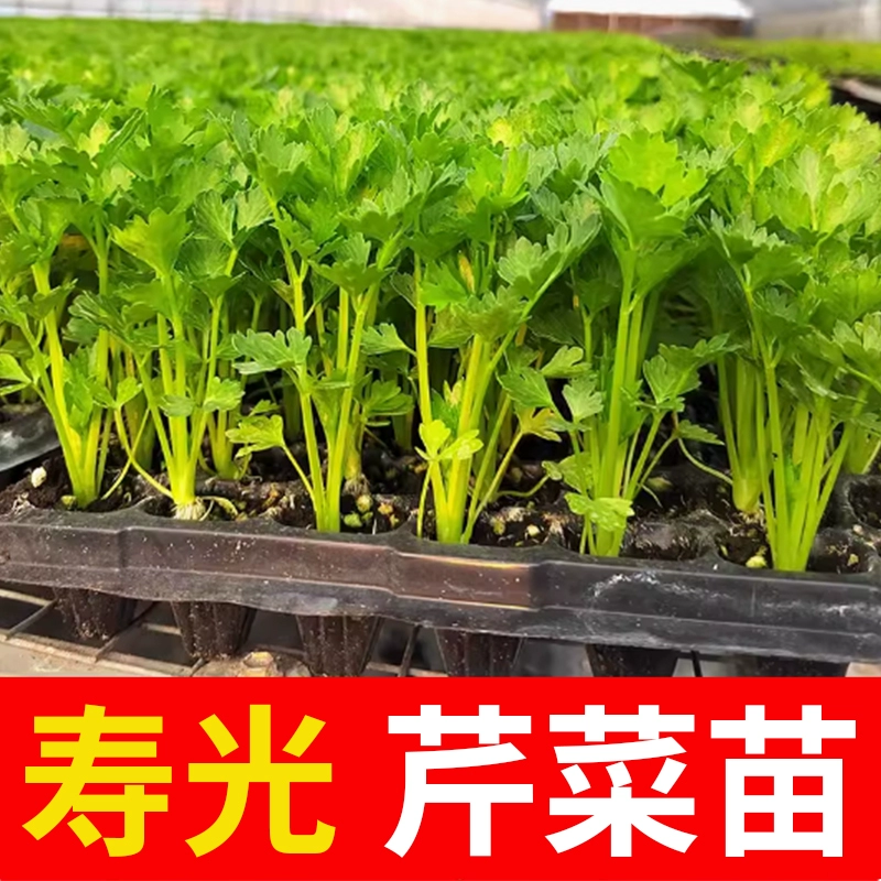 寿光西芹苗四季小香芹秧苗优质芹菜苗南北方阳台盆栽种蔬菜种籽苗