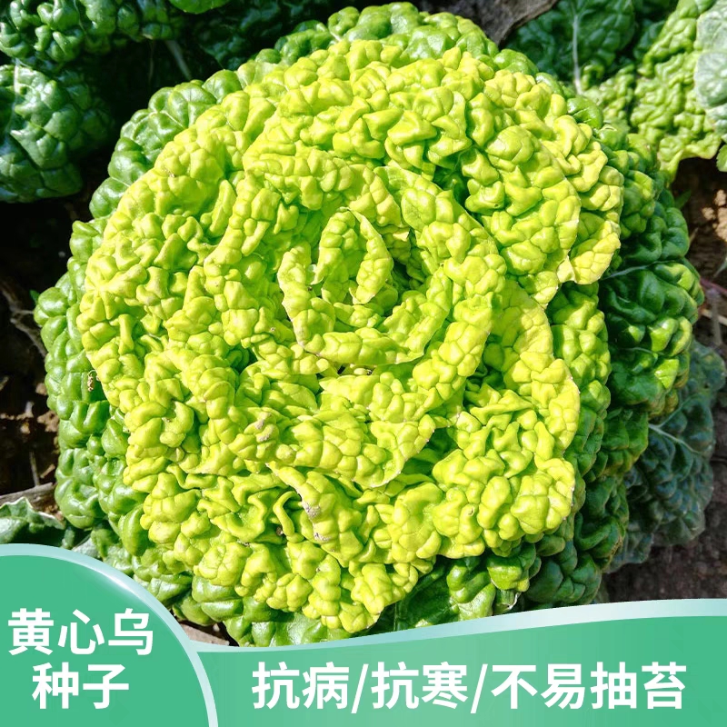 （拍3发4）黄心乌塌菜种子黄金乌塌菜四季播种庭院阳台盆栽蔬菜种子