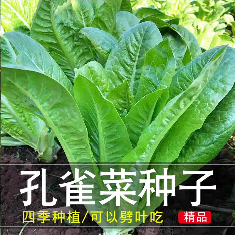 （拍3发4）孔雀菜种沙拉生菜种子种籽简单四季阳台盆栽蔬菜孑菜籽