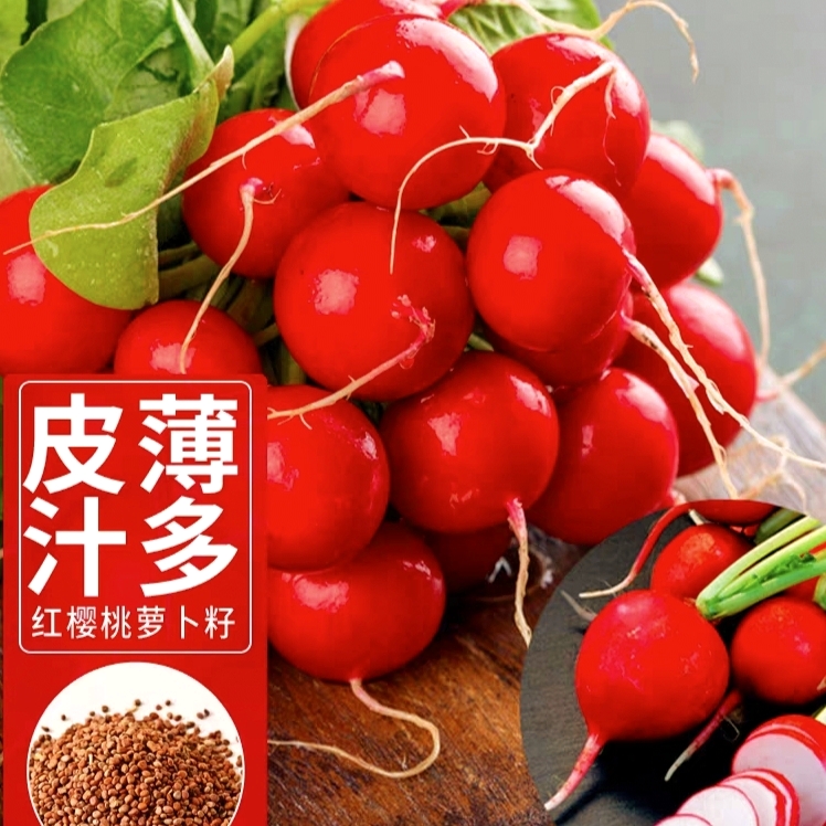 （拍3发4）樱桃萝卜种子水果萝卜籽农家阳台盆栽四季甜脆食用蔬菜籽