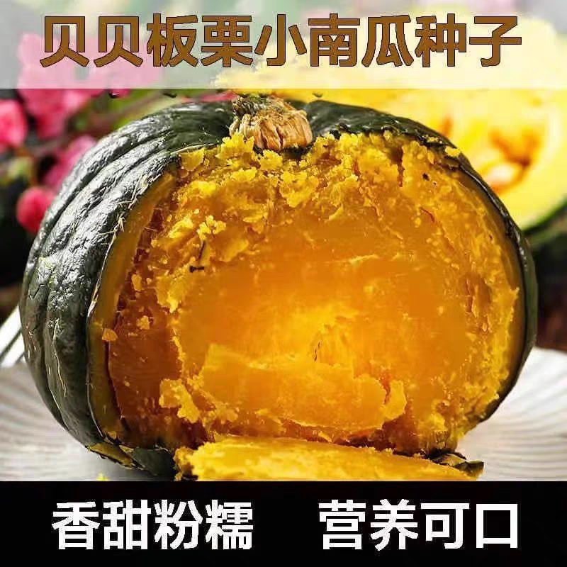 （拍3发4）迷你绿贝贝南瓜种子板栗香甜小南瓜种孑日本南瓜春季蔬菜