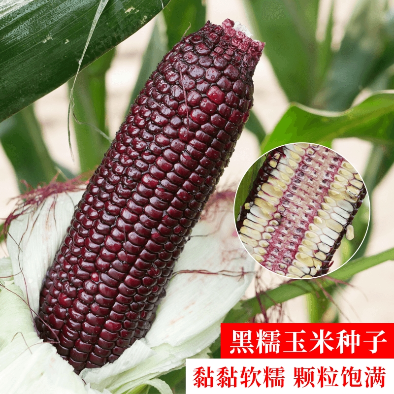 黑糯黑甜糯玉米种子水果玉米种籽四季高产粘黑玉米孑高产量甜糯香