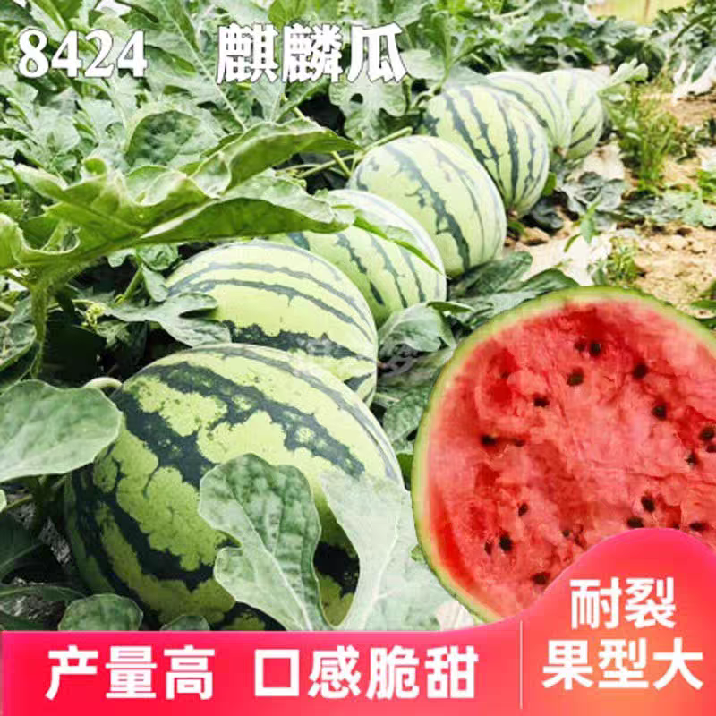 冰糖麒麟西瓜种子春夏季早熟超甜8424大西瓜种籽盆栽高产水果