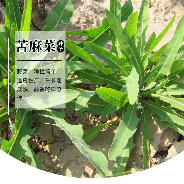 野生曲麻菜种籽叶菜野菜苦麻菜种子苦菜种籽四季春夏秋冬播盆栽