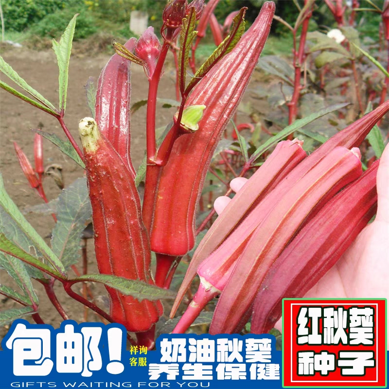 （拍3发4）红秋葵籽黄秋葵 四季播种庭院阳台盆栽农家茄果蔬菜种子