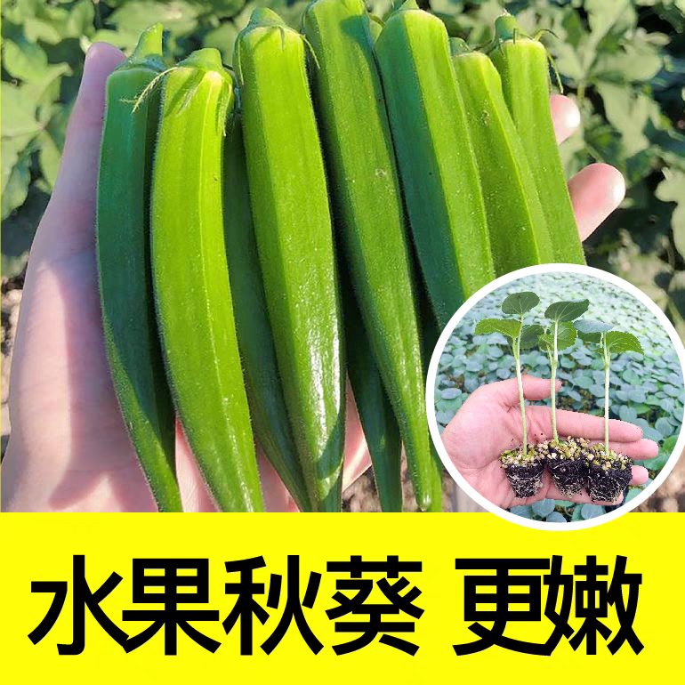 不易老超嫩水果秋葵秧苗四季盆栽阳台红黄绿秋葵种籽寿光蔬菜带土