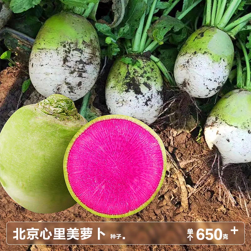 （拍3发4）满堂心里美红萝卜种子秋播绿皮红心水果萝卜种子脆甜