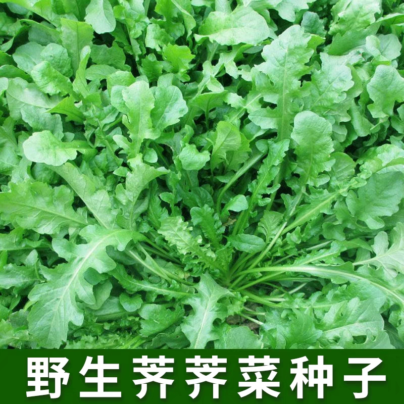 （拍3发4）春秋播野生荠荠菜种子大叶野菜阳台四季播菜籽盆栽地菜