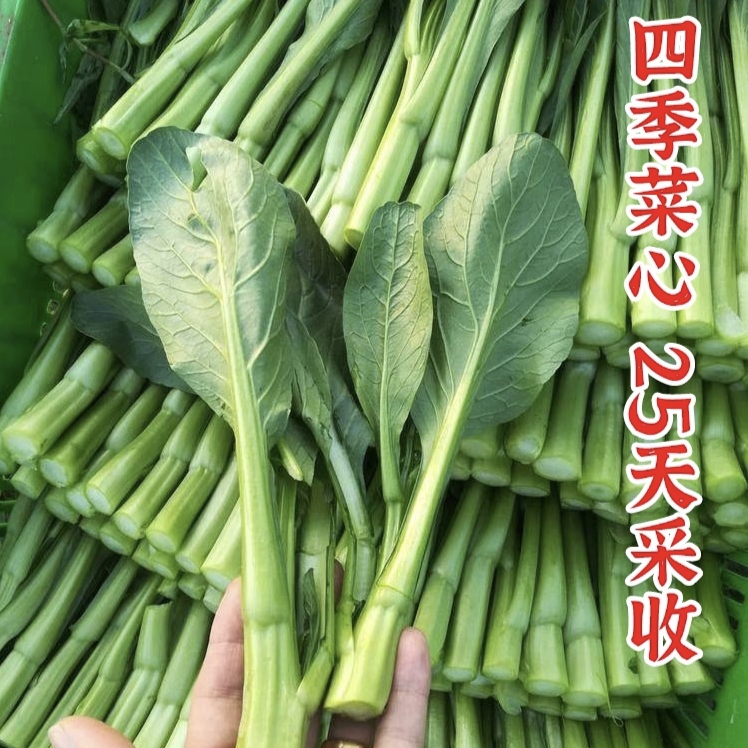 （拍3发4）广东四九菜心种子菜苔甜菜心秋季四季蔬菜孑菜籽家庭种植