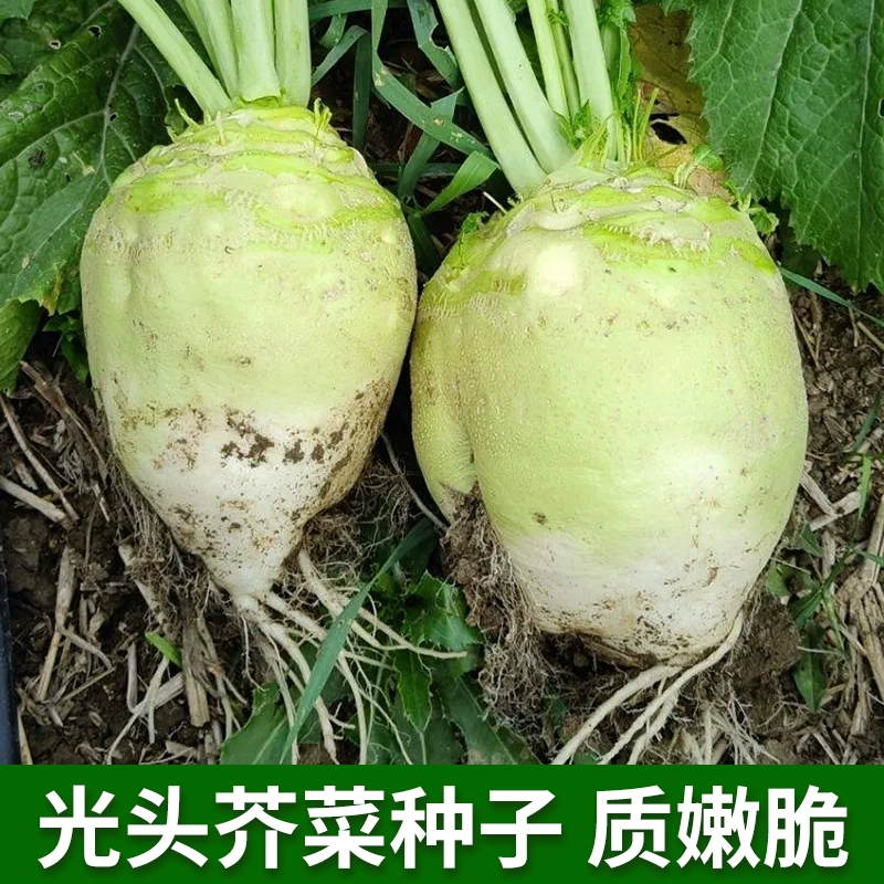 光头芥菜种子辣疙瘩大头圆头芥菜种籽大腌咸菜春秋播辣菜蔬菜种孑
