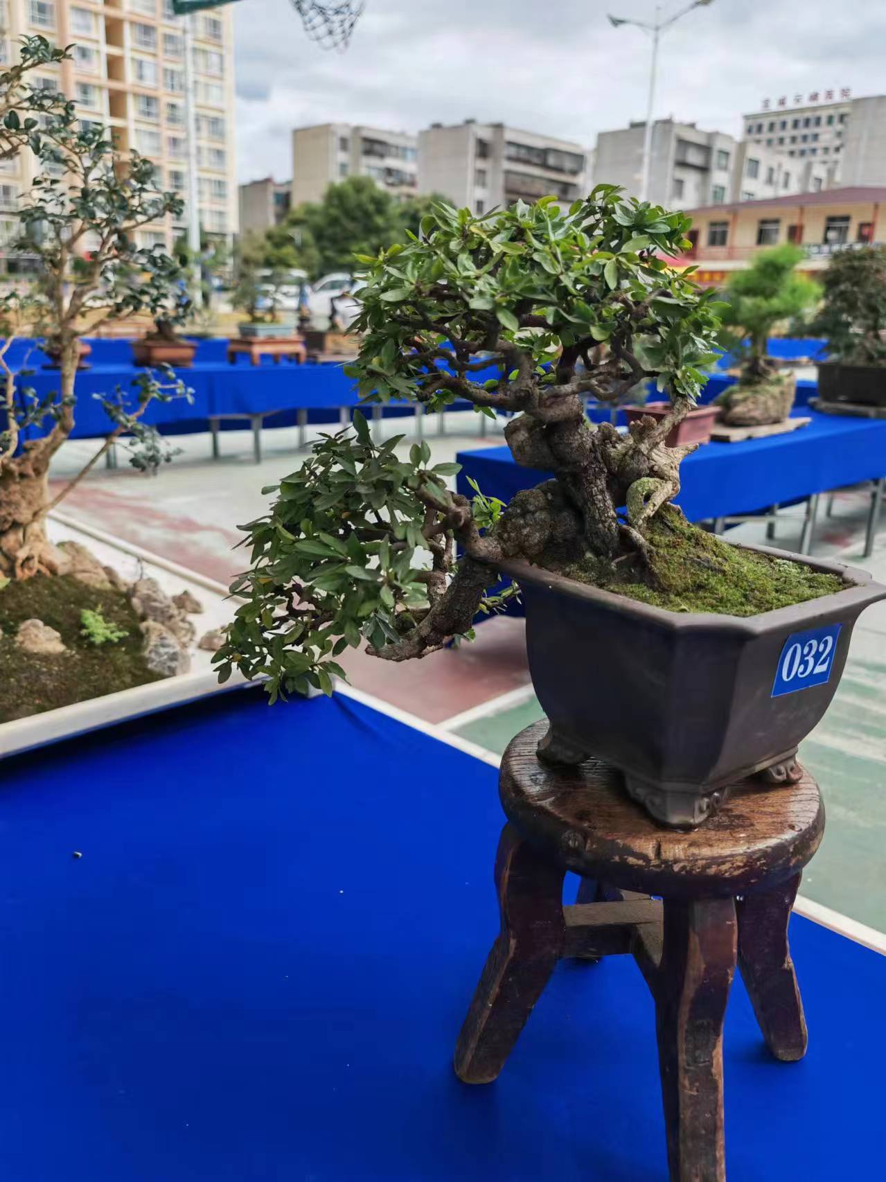 直播间一物一拍，主营铁马鞭，清香木等各类盆景。