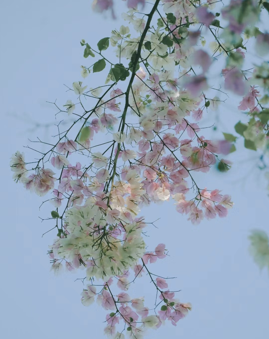 三角梅随机品种不带花