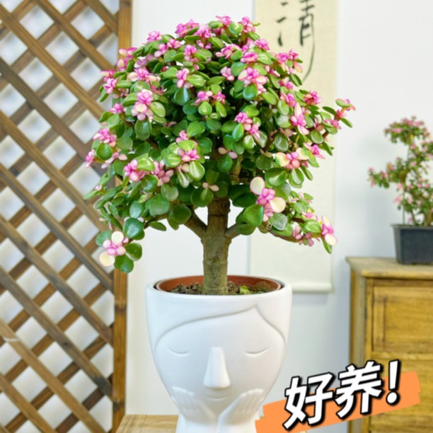 老桩金枝玉叶盆栽多肉绿植粉色肉肉好养造型金枝室内办公室绿植净