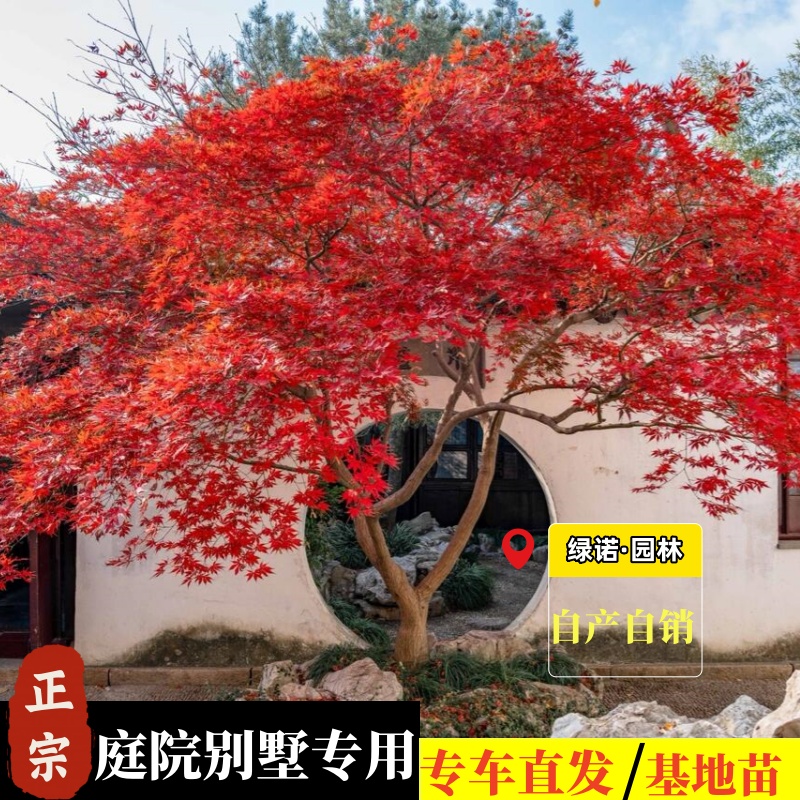红枫四季红舞姬中国红别墅庭院花园小叶枫树庭院景观绿植耐寒耐暑