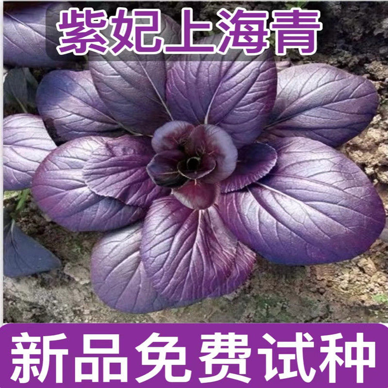 紫妃上海青种子上海青精品苏州青四季种植高产蔬菜紫油小白菜浇水