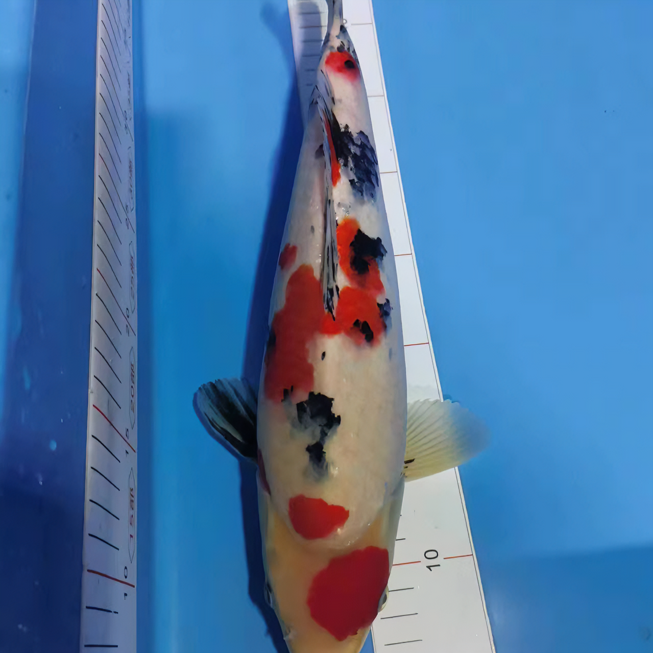 精品坂丼松月大正