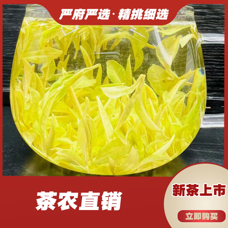 650（2025年）新茶 奶白 皇金芽  严府白茶好茶品质