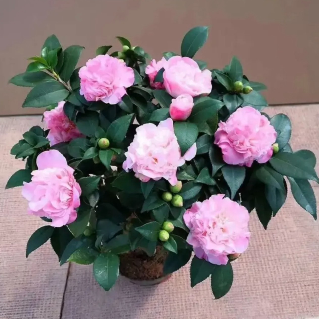 香妃茶花  开花香满园