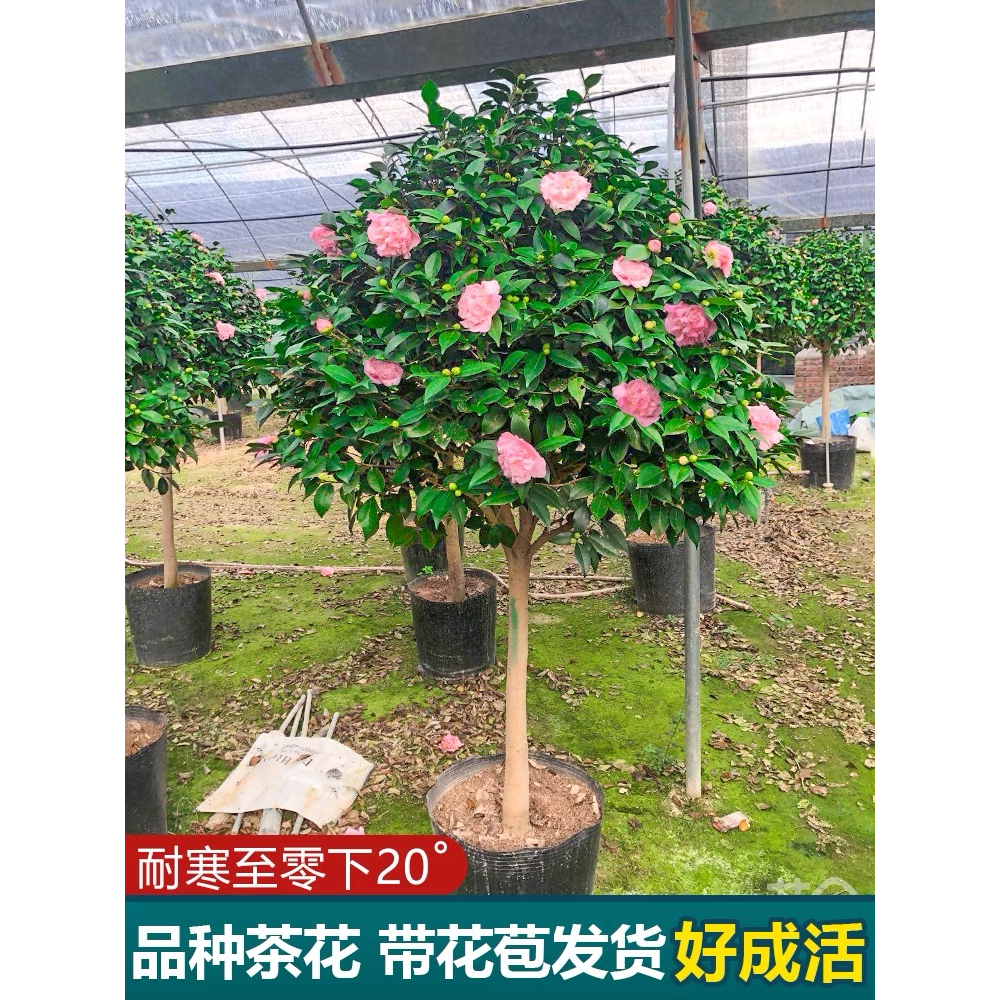 香妃茶花   原盆原土   一物一拍