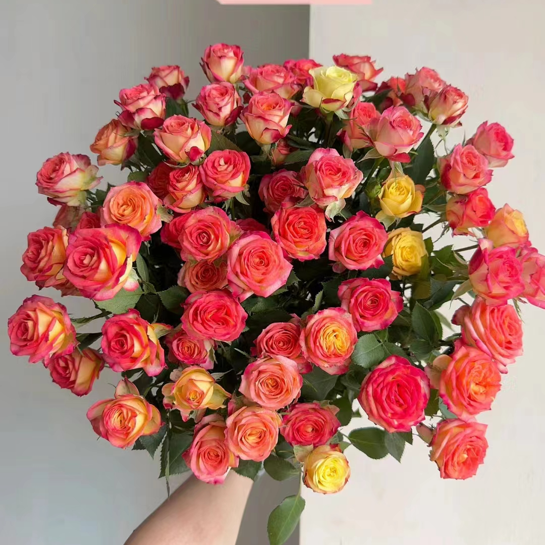 【爱丽丝多头玫瑰】【收到花一定要醒花，不会的请联系客服】