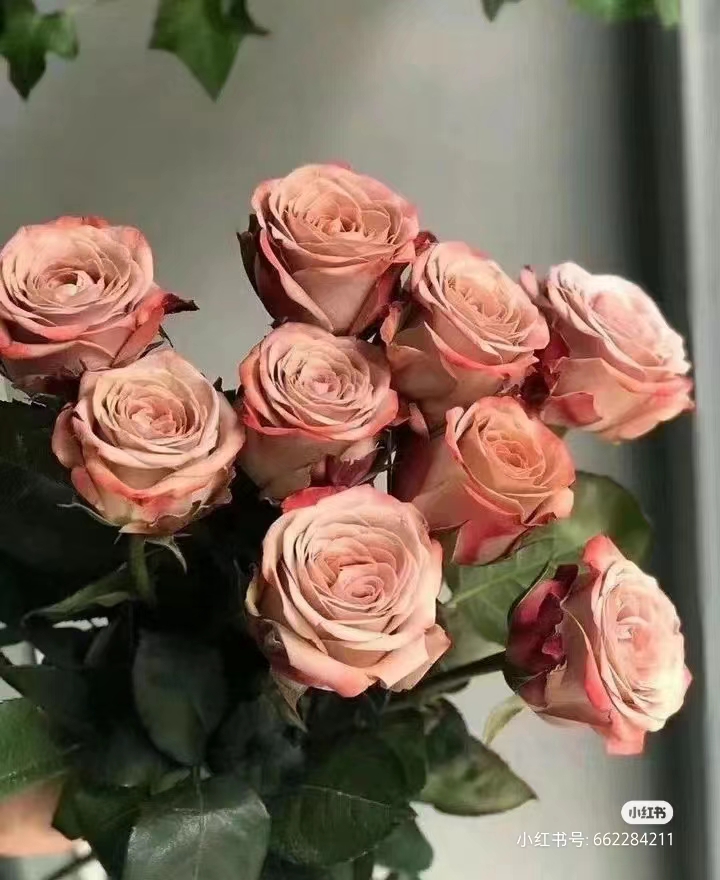 【卡布奇洛】玫瑰【收到花一定要醒花,不会的请联系客服】