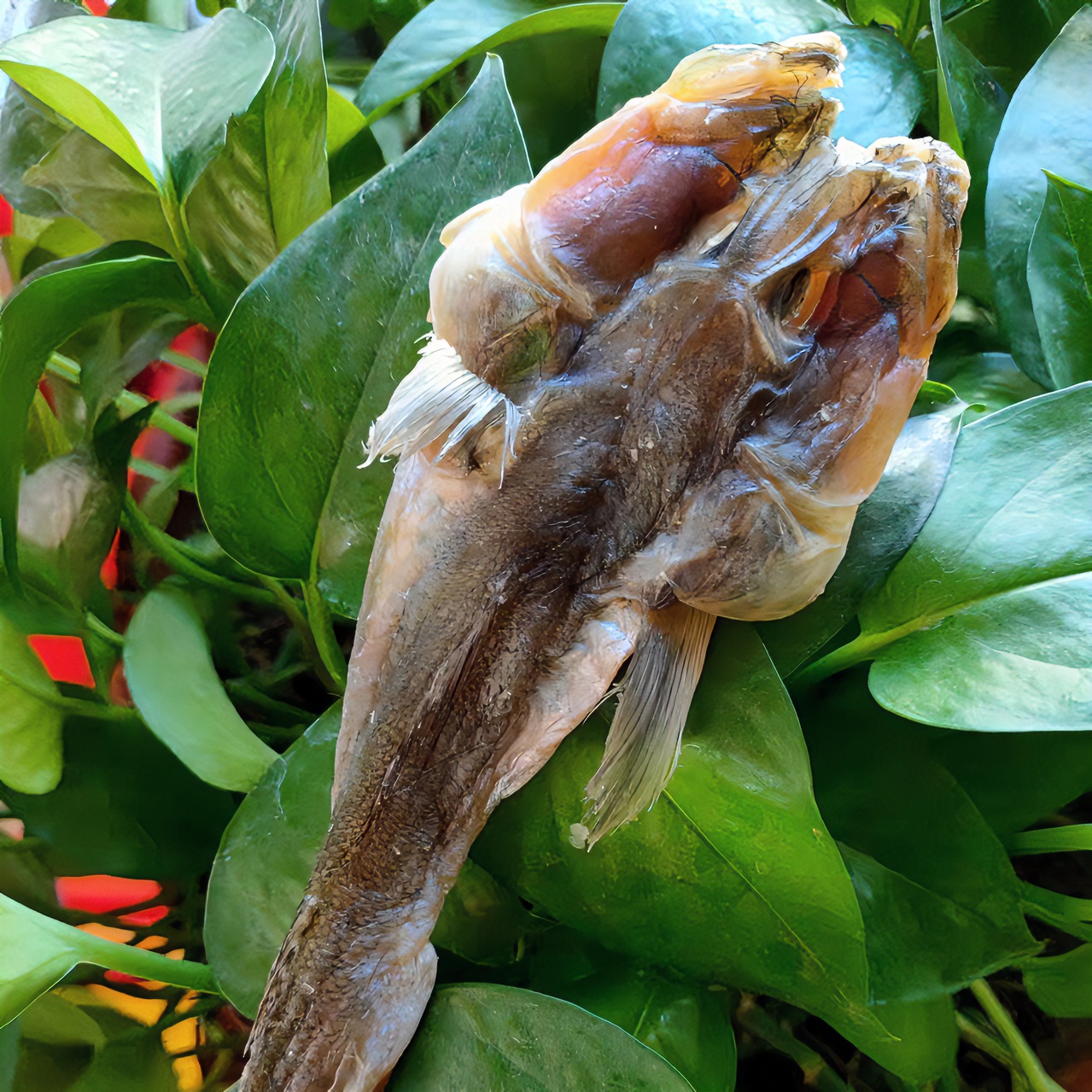 [羊囗领鲜水产]潍坊羊口特产渤海湾一卤鲜咸光鱼【胖头鱼】干