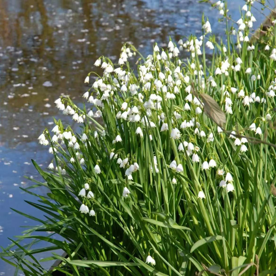 进口雪片莲种球巨头雪滴花耐寒阳台可地栽球根花卉植物