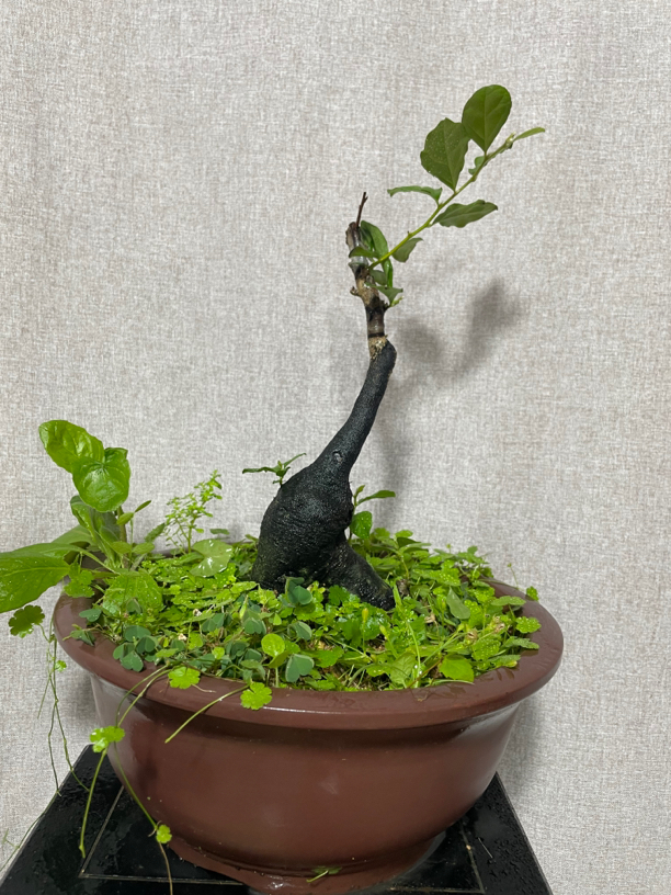 老鸦柿 栀子花 黄杨 绿植盆景一物一拍