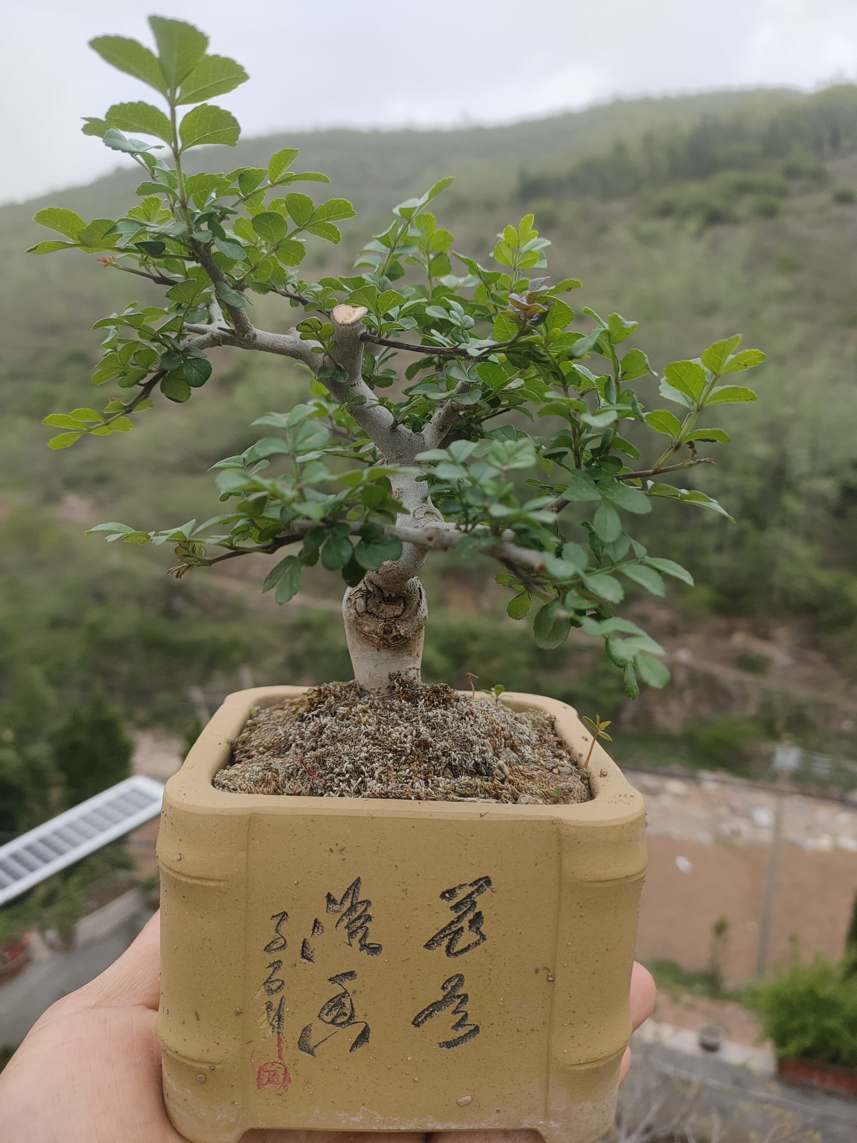 北方盆景素材，中微型绿植