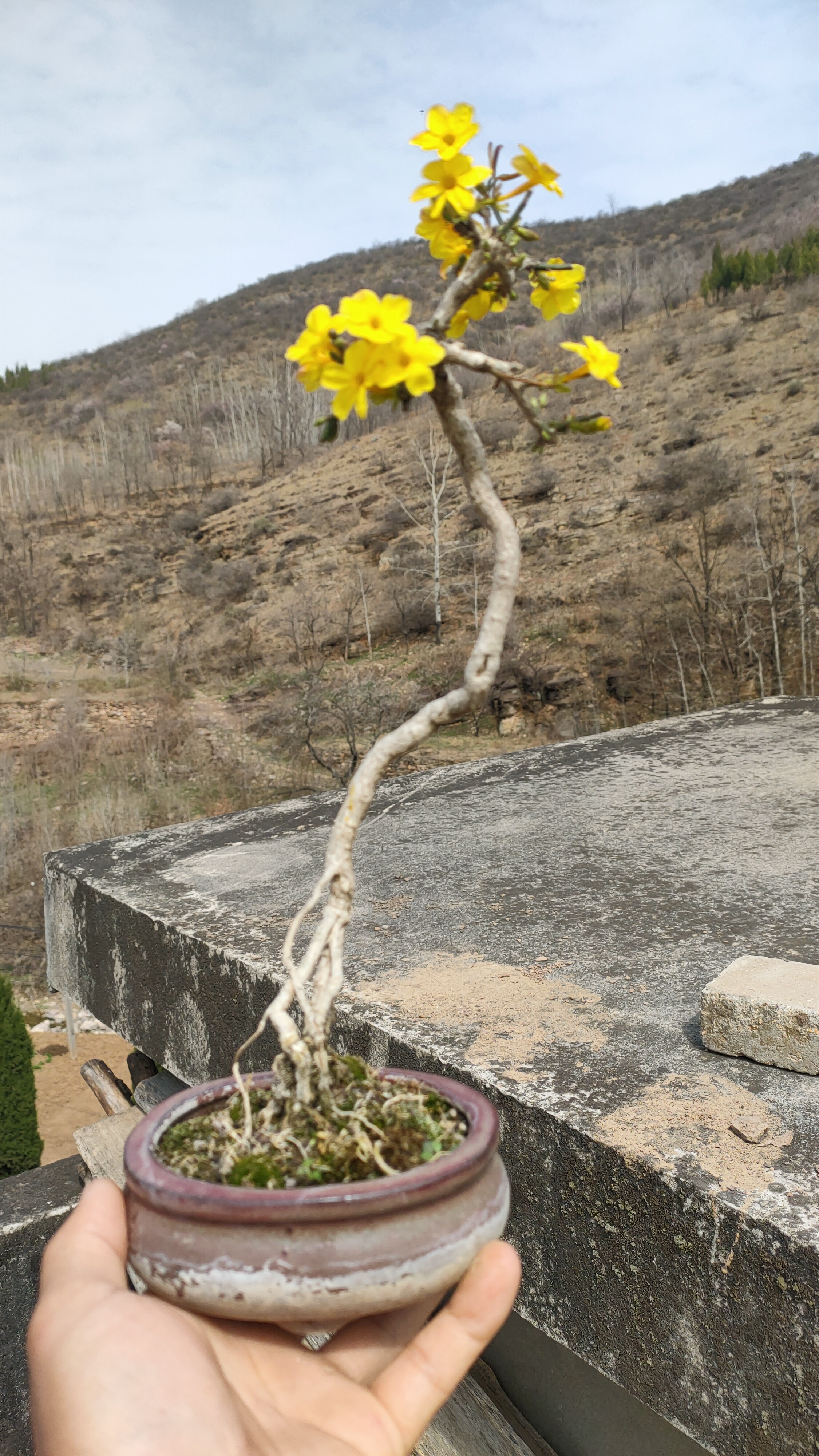 迎春花棠梨精品盆景直播间一物一拍请勿捣乱