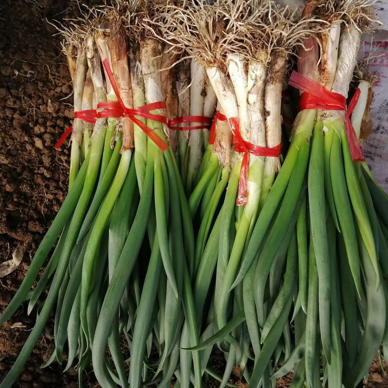 东北芽葱新鲜发货下饭神器发芽葱2斤顺丰包邮