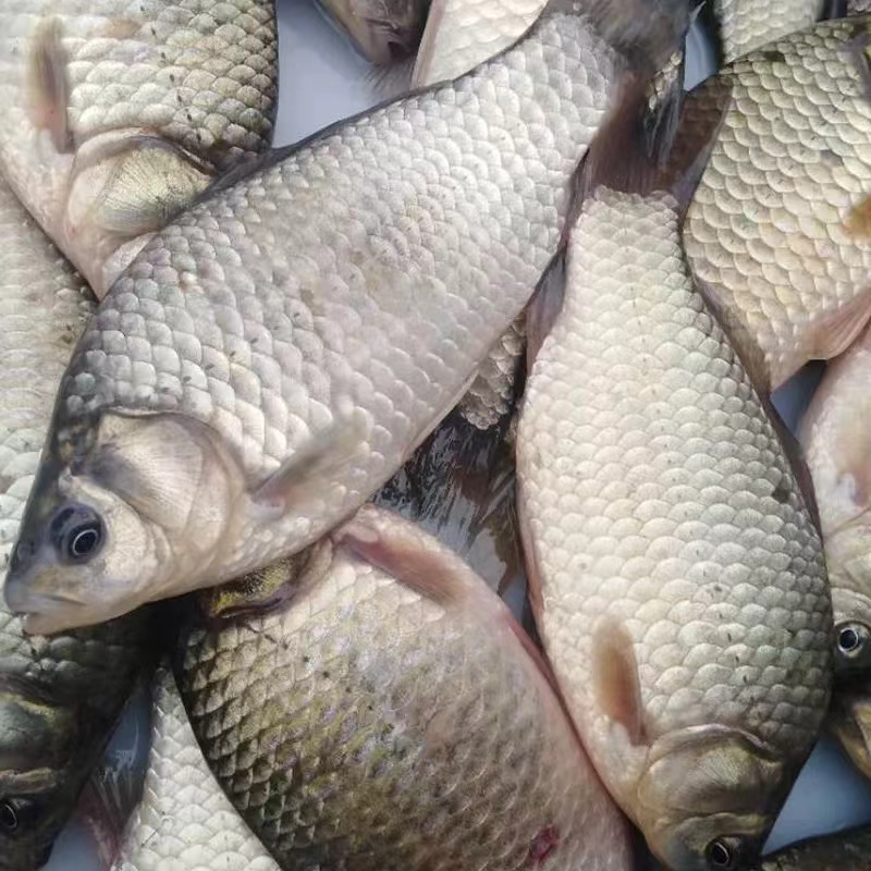 【顺丰空运】东北吉林冷水野生鲫鱼鲫鱼包邮