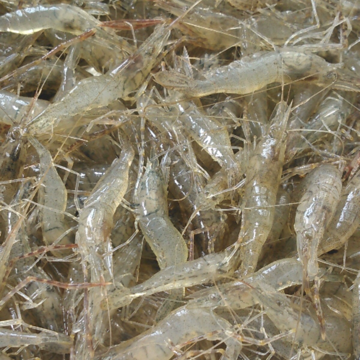 【顺丰空运】吉林二龙湖野生河虾2斤冷冻发货