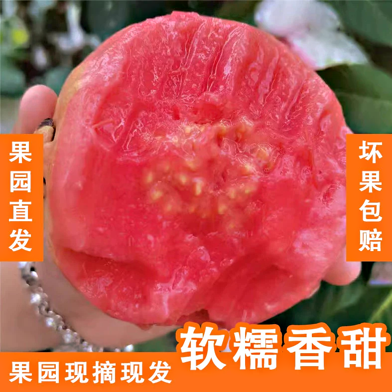 广西芭乐白红心香甜软糯新鲜采摘软心奶油香甜多汁番石榴产地直发