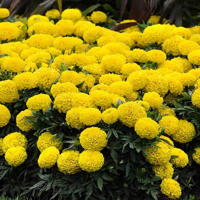 万寿菊种子开花易活爬藤臭芙蓉花种籽子花种子重瓣万寿菊孑播种