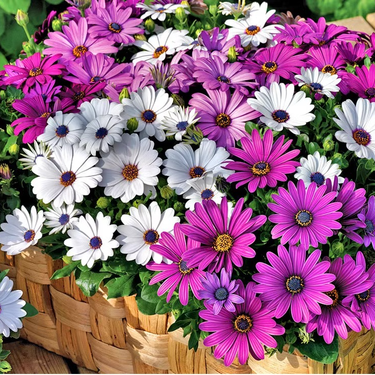 混色南非万寿菊种子一年四季都开花耐寒盆栽花卉适合院子里种的花