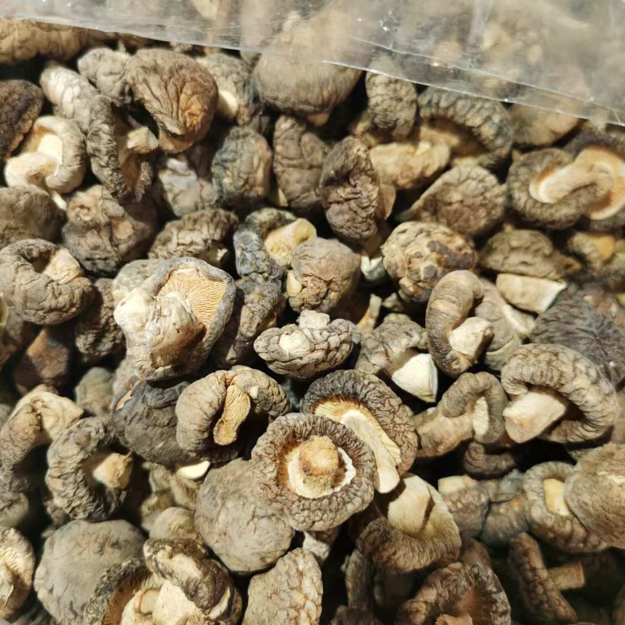 小金钱菇喷香新货小香菇冬菇干货500g肉厚无根小干香菇